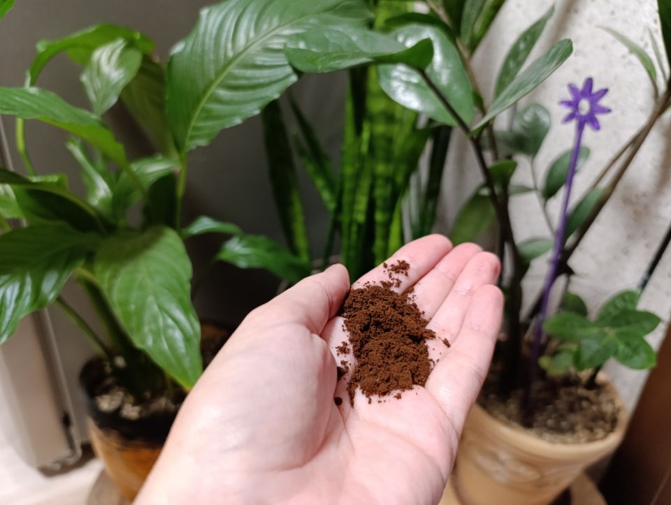 �������� ����: ������ �������� ��� ��������