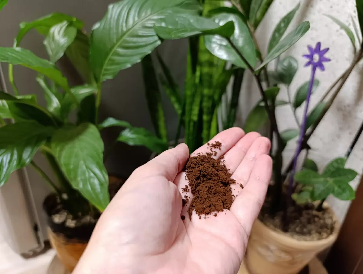 Кофейная гуща: секрет здоровья для растений