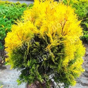 ��� ������ ��� �� ����������: ������������ ������ �� �����