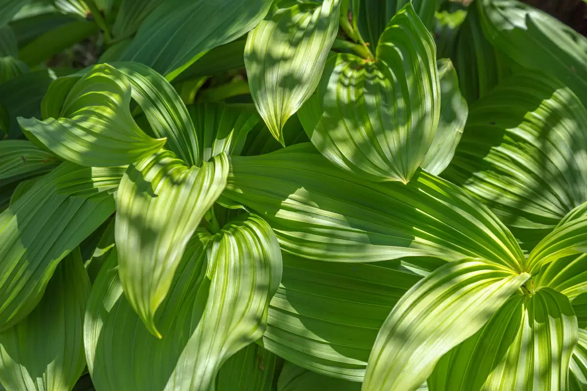 Чемерица: Пышность и опасность в одном флаконе