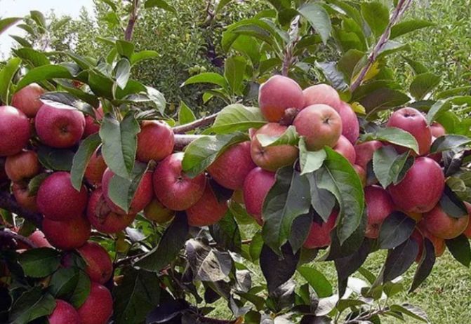 ��� ��������� �������� �������� �������: ������� ������������� ������ �����