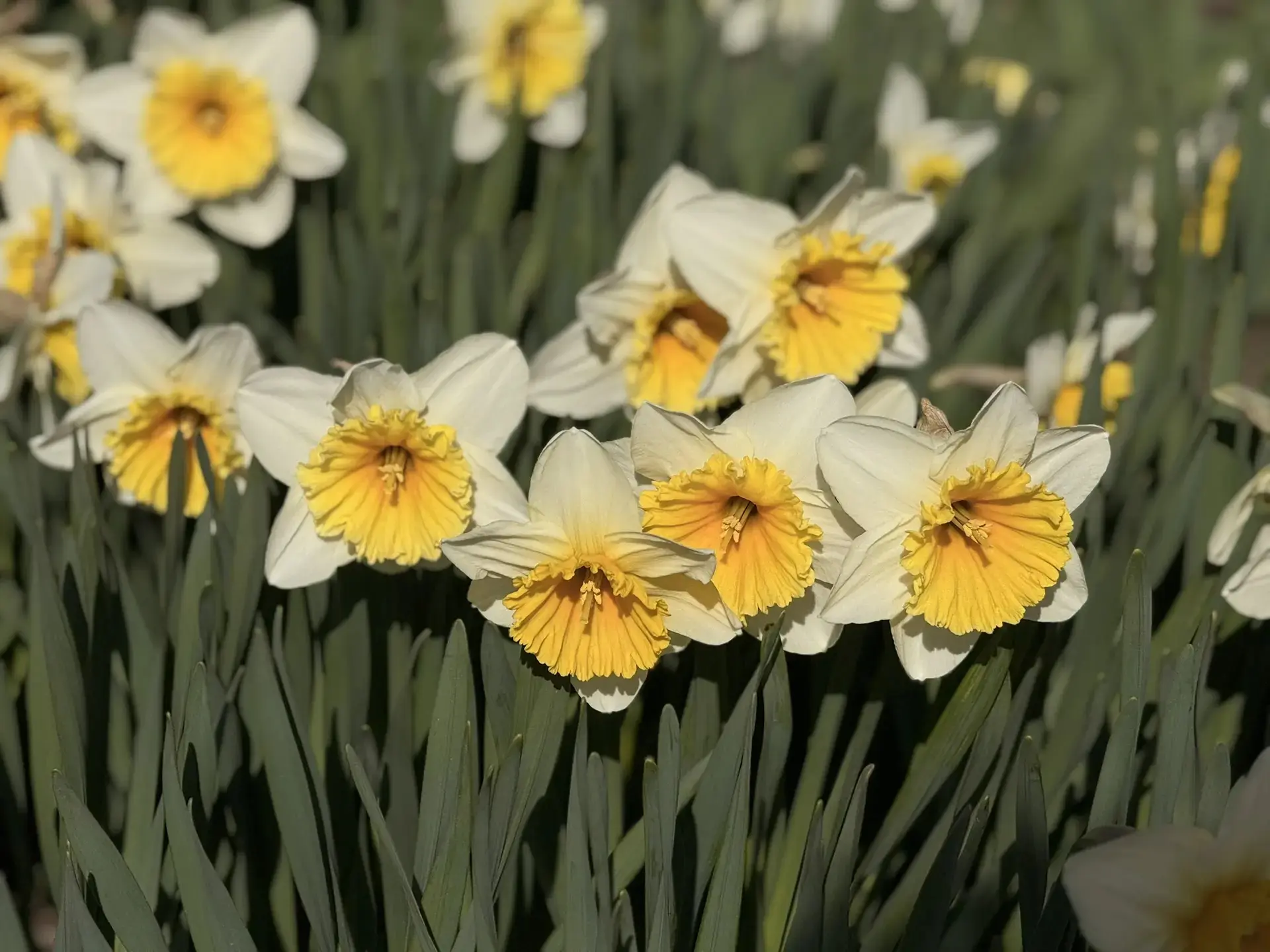 13 апреля в Псковской области ожидается облачная с прояснениями погода, без существенных осадков