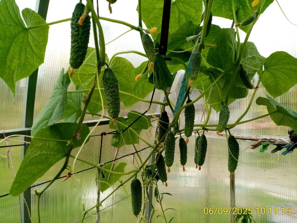 ��� ������� ������: �����, ������� ����� �������� ������