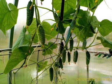 Как выбрать огурцы: сорта, которые могут подвести урожай