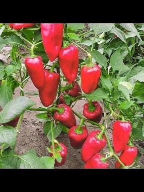 Гигантский перец: как вырастить Чудо дерево с рекордным урожаем