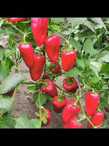 Гигантский перец: как вырастить Чудо дерево с рекордным урожаем