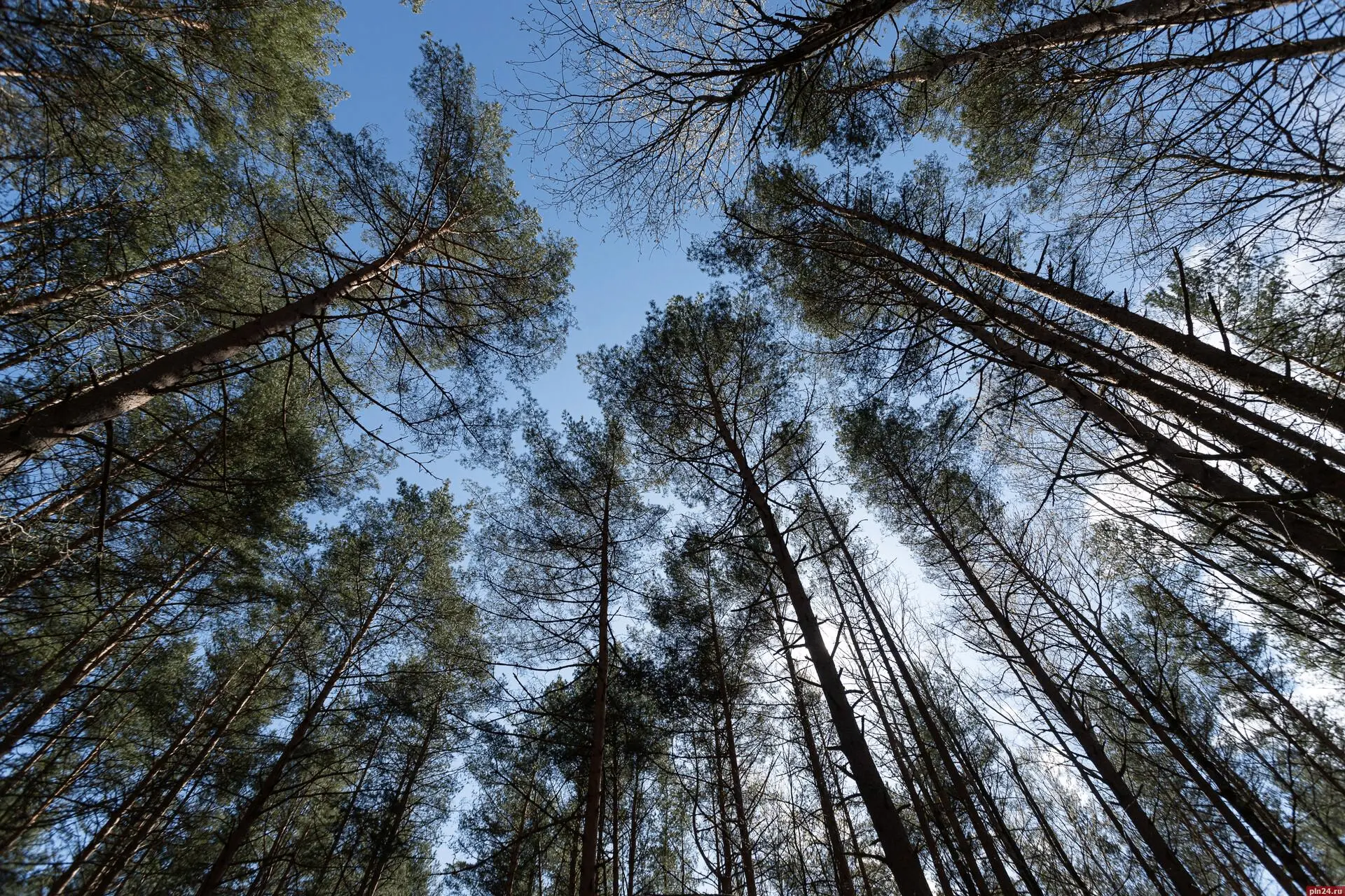 Экологически чистая: как нацпроект помогает сохранять лесные ресурсы Псковской области