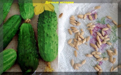 Секреты успешного семеноводства огурцов: как избежать распространенных ошибок