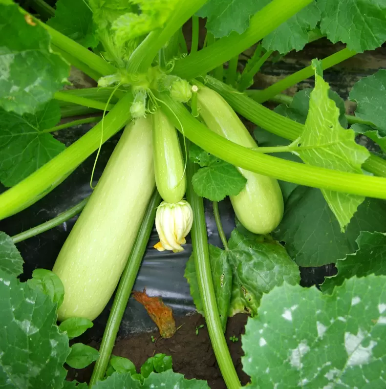 Кабачок в повседневном меню: простой путь к лёгкости и пользе