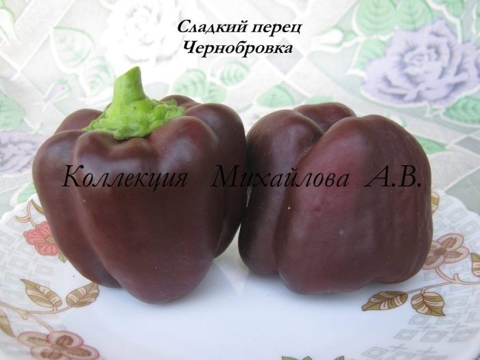 ����� �����������: ����� ���� � ����������� �������