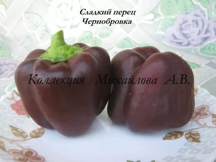 Перец Чернобровка: яркий сорт с уникальными плодами