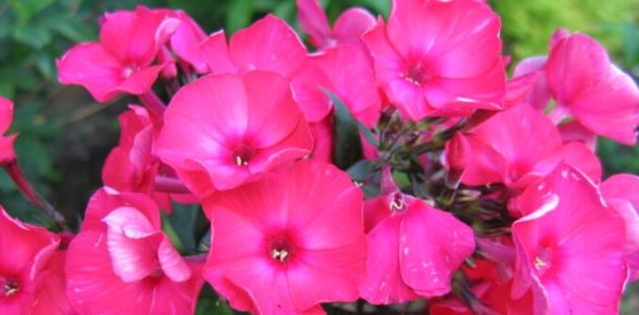 Флоксы: яркие акценты вашего сада