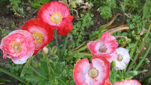 Цветы, которые легко растут в грунте: идеальный выбор для заботливых садоводов