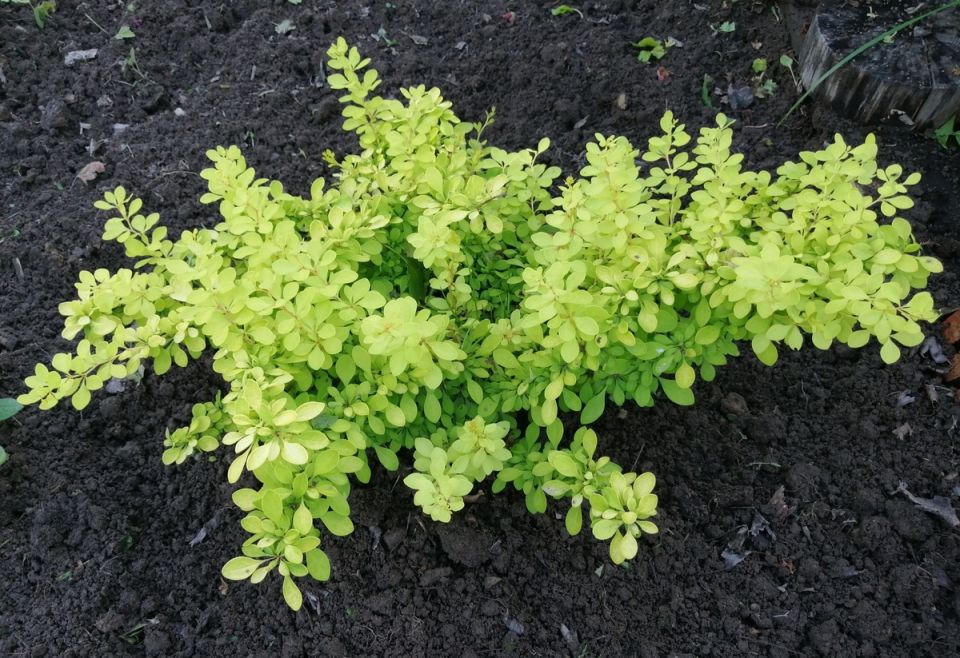 ����������� �������� � ������ ����: ��� ���������� �� �������� ����������