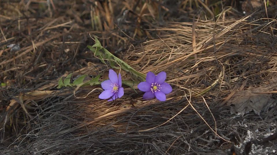 � �������� ���� �������� � ���� ����� - �������� 4 �������