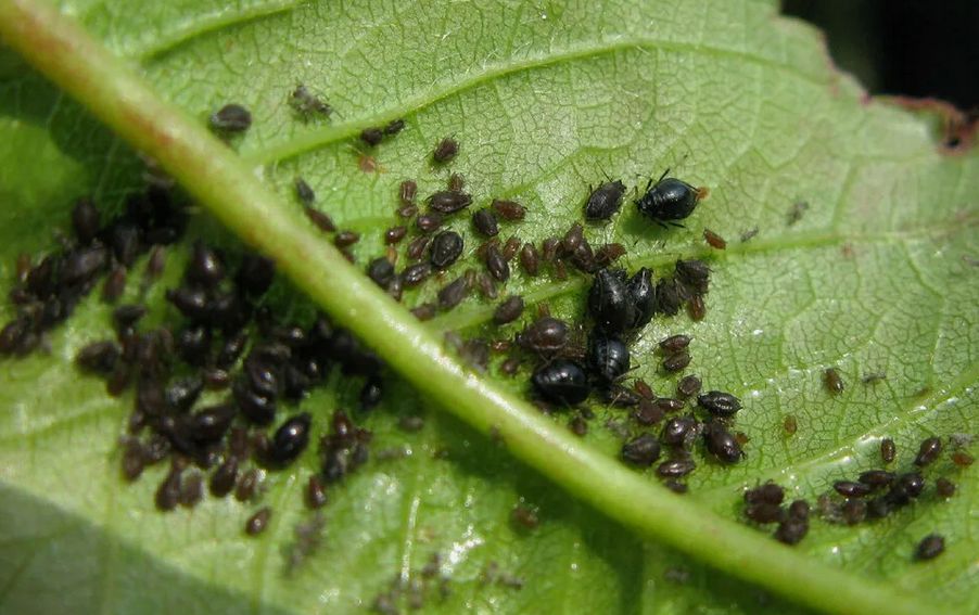 ��� �� �������� ������: precautions ��� ������ ������� �� ����������