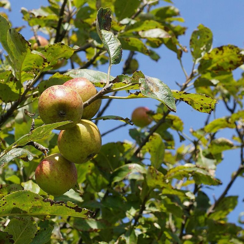 ����������� �������� � ����� ����: ��� ������ � ��� ���������� � �������