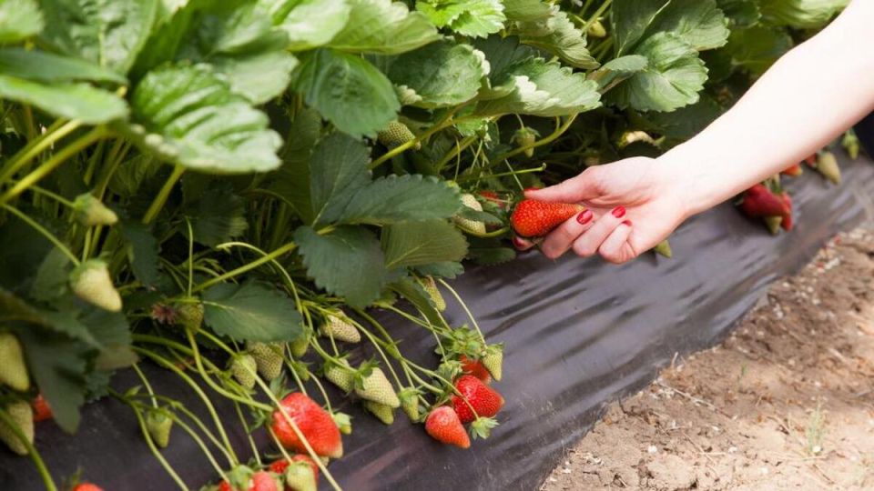 ������� �������� ������� ������� ��������: ������ ��� ���������