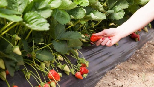 ������� �������� ������� ������� ��������: ������ ��� ���������