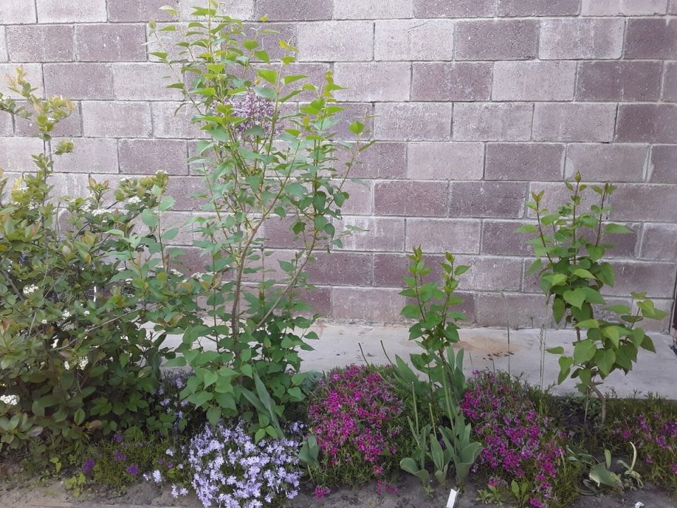 ��� ��������-�������� �������� ��������� �� ��������� � ���������: ���� �����������