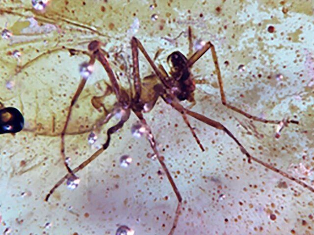 ���������� ����������� ������ ���������� ����� ������� ���������