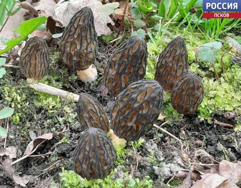 ����� ����� ����������� ��������: ���������� ��� �������� ���� ���� ��������