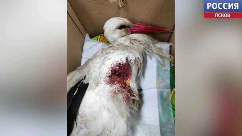 ���� ��������� ���� � ����� ������: ������� �������� ��������� � "���� ������ �����"