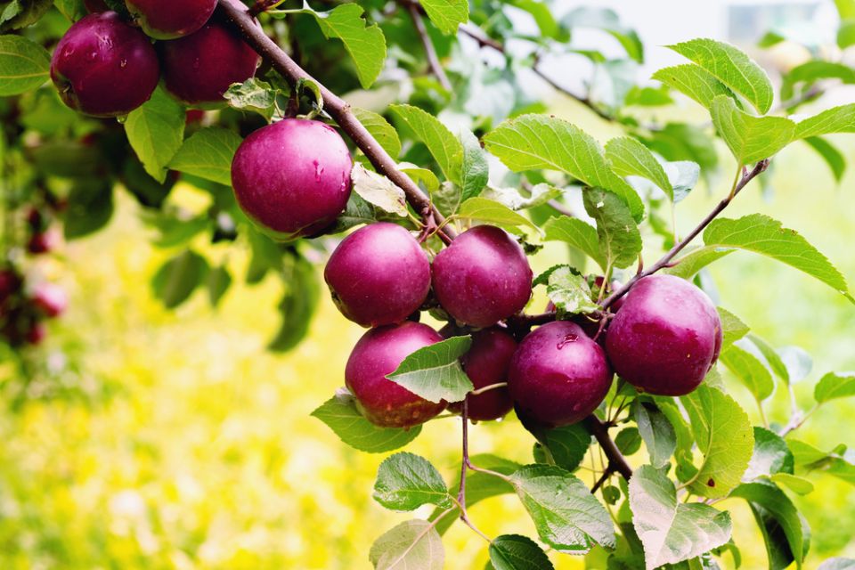 ������ ������: ������������ ������������ ������ ��� ������ �������