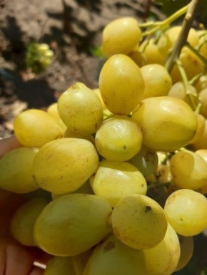 �������� ��������: ��������� ��������� � ������ �����������