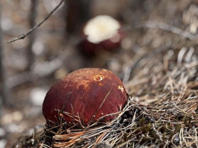 ������� ��������: �������������� ����� �� ��������� �����