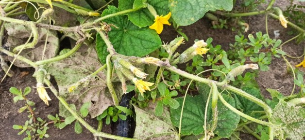 ������ ��� ��������: ��� ��������� ������, ������� �������� ������������