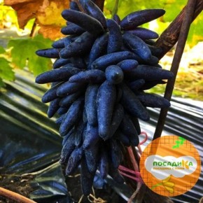 �������� ���� ������: ������� ����� �� ���������� ������ � ������� �������