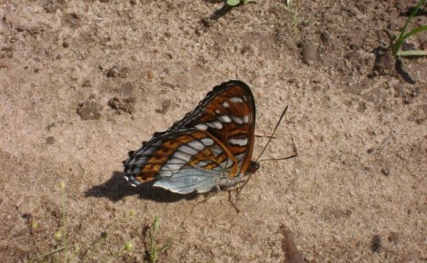 ��������� ���������: ������ ����� � �����, ������� �� �������� �����