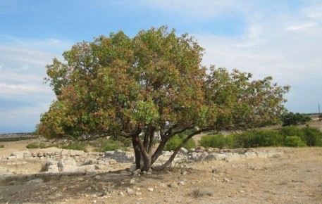 �������� �����������: ���������� ������ ��������� 900 ��� � ��� ������������ ��������