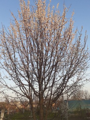 ��� ����� ����� � �������� ��������� ����