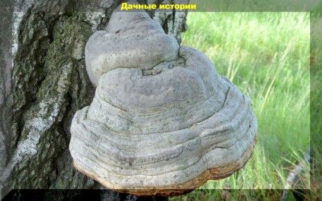 ��������: ��������� �������� ��� ��������� � �����������