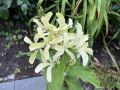 ��������� Star Rose: ��������� ���������� ��� ������ ����