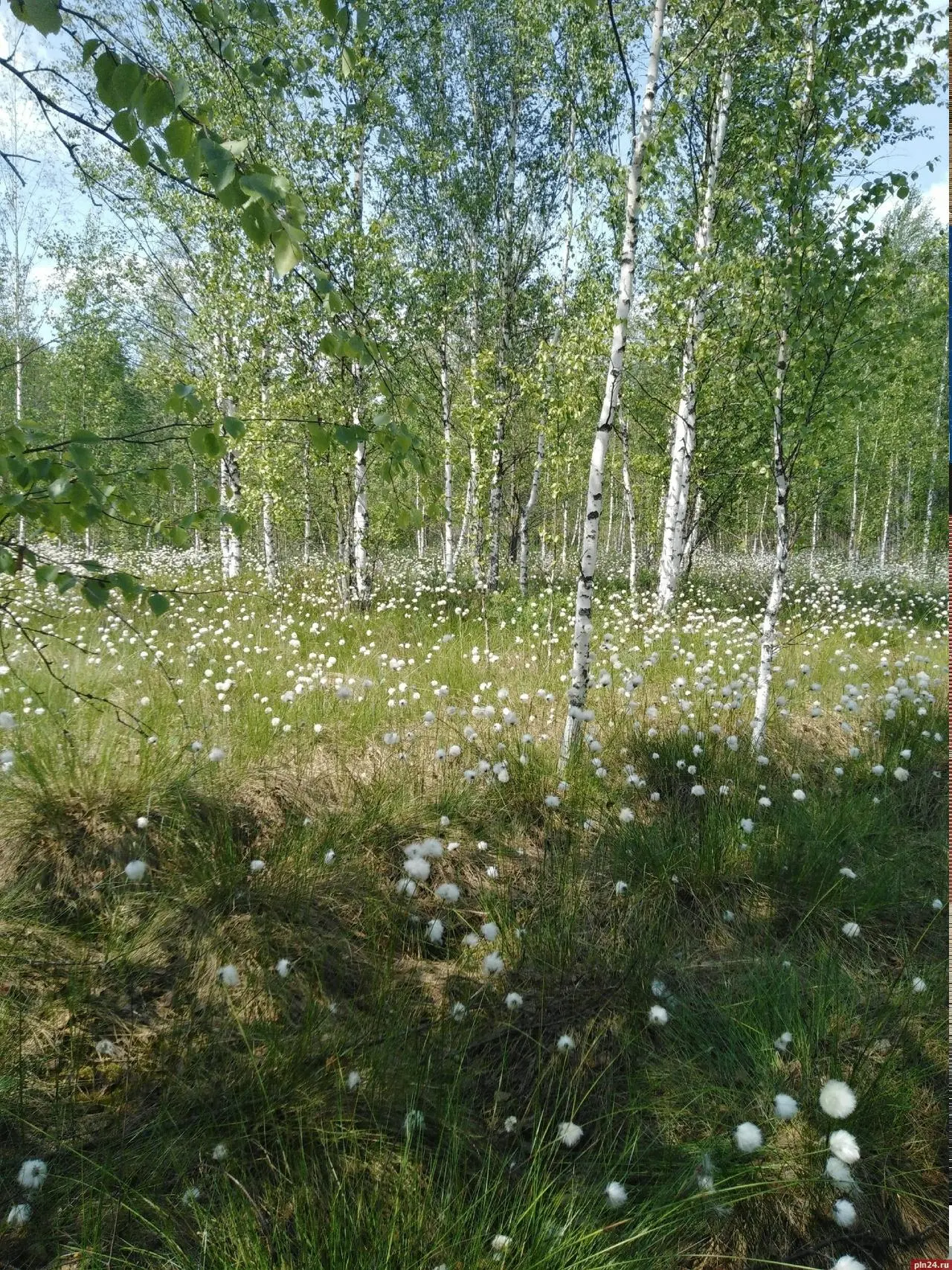 В Полистовском заповеднике распустилась пушица В Полистовском заповеднике распустилась пушица