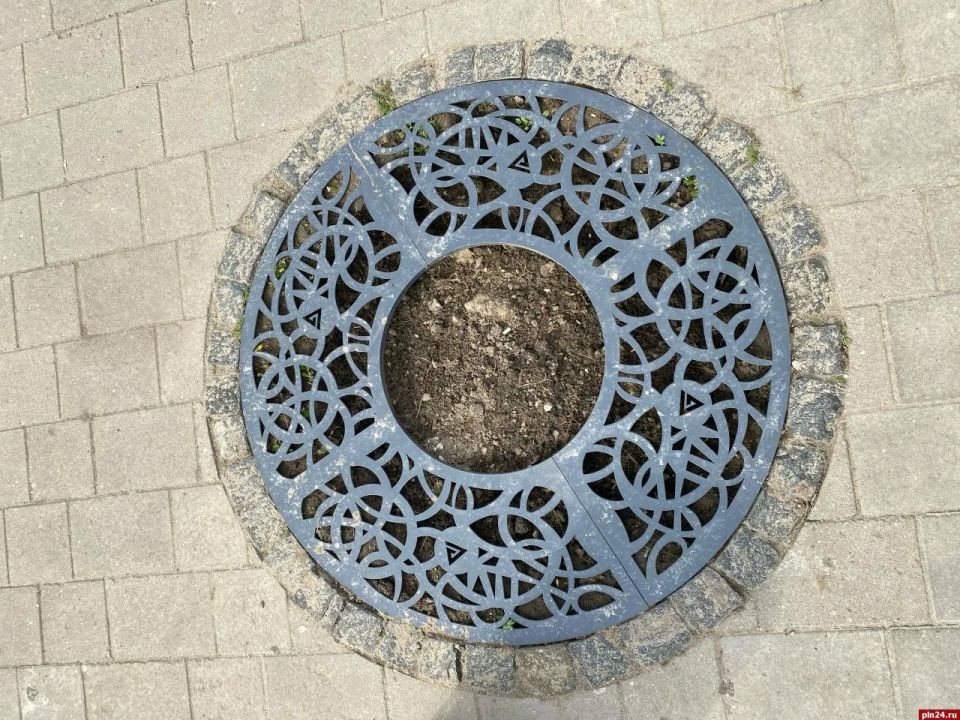 На площади Ленина в Пскове выкопали засохшие клены На площади Ленина в Пскове выкопали засохшие клены