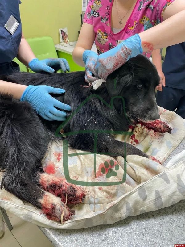 В Псковском городском суде состоялось очередное судебное заседание по рассмотрению уголовного дела в отношении жителя г. Пскова Епископосяна, обвиняемого в жестоком обращении с собакой по кличке «Мия» В Псковском городском суде состоялось очередное судебное заседание по рассмотрению уголовного дела в отношении жителя г. Пскова Епископосяна, обвиняемого в жестоком обращении с собакой по кличке «Мия»