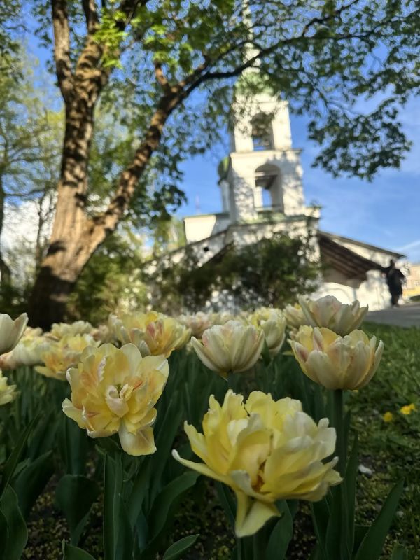 Клумбы, бутоны, первые летние оттенки