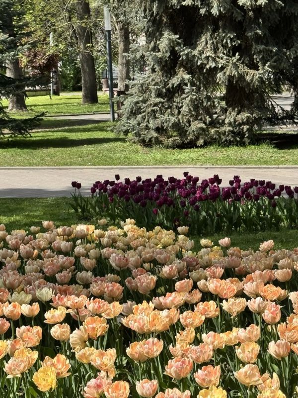 Клумбы, бутоны, первые летние оттенки Клумбы, бутоны, первые летние оттенки