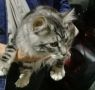 Двух кошек задержали на границе в Псковской области из-за отсутствия анализов на бешенство