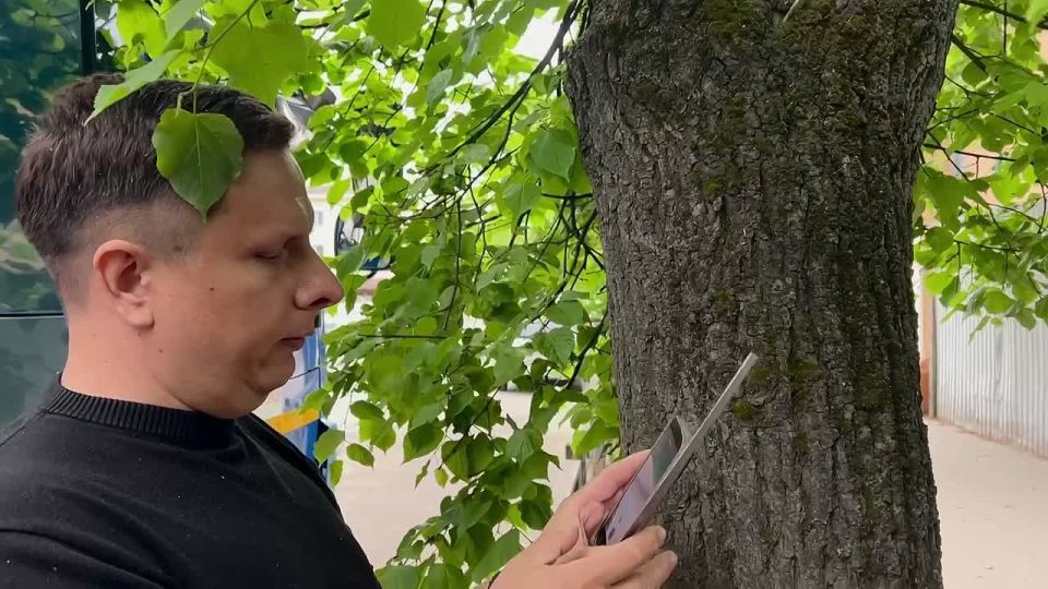 Как именно обновится зеленая зона с деревьями на улице Советской?