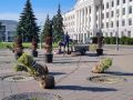 На площади Ленина в Пскове начали высаживать кустарники вместо погибших кленов