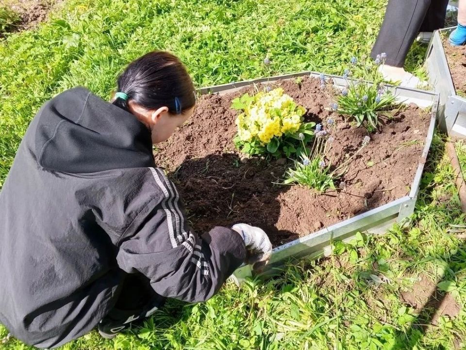 Юные экологи из Куньи вырастили цветы и украсили школьный двор Юные экологи из Куньи вырастили цветы и украсили школьный двор