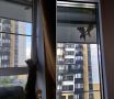 В Пскове ласточки попытались свить гнездо на окне многоэтажке