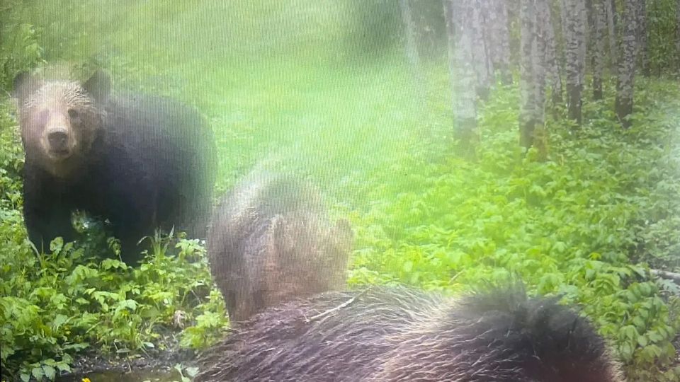 Три медведя... нет, четыре! Целое семейство косолапых попало в фотоловушку в Псковской области Три медведя... нет, четыре! Целое семейство косолапых попало в фотоловушку в Псковской области