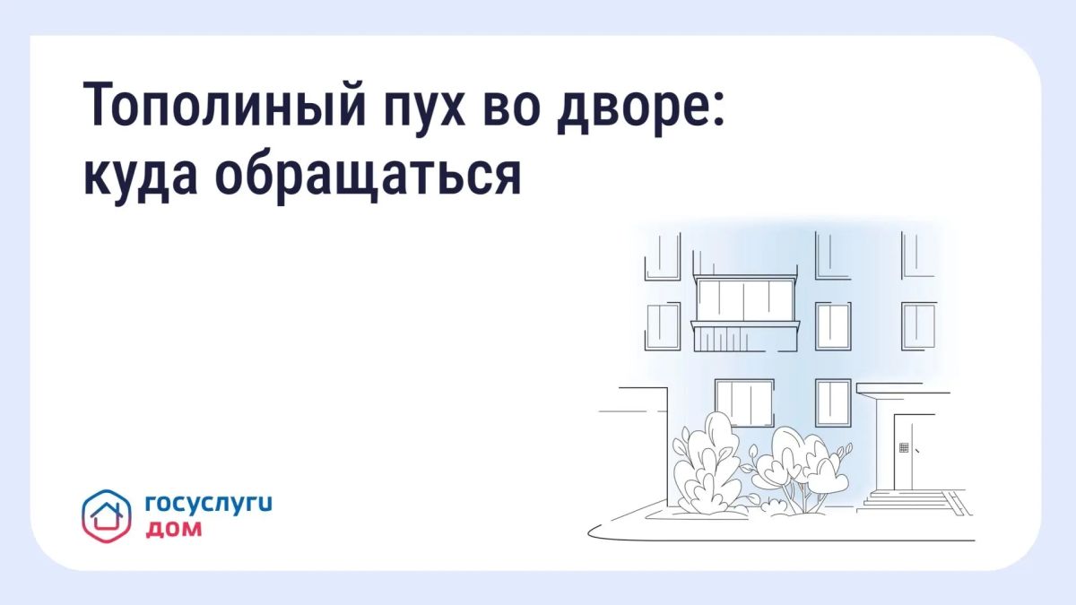 Куда обращаться при скоплении тополиного пуха во дворах, объяснили псковичам