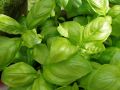 Вкусное разнообразие базилика: от классики до экзотики